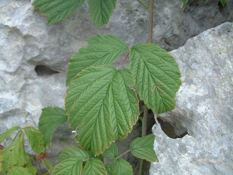 Rubus idaeus / Lampone